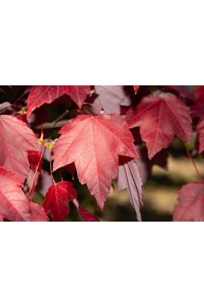 Клен червоний листя осінь